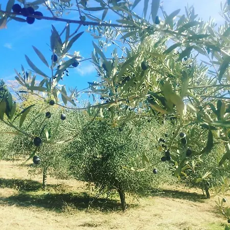 Agriturismo Sant'angelo Alojamento de Turismo Rural *